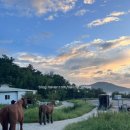 신경주대학교 승마장 이미지