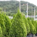 에메랄드그린 이미지