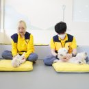 옐레드 애견유치원 & 애견호텔 광명점 이미지