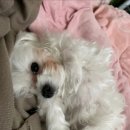 몽스케치 이미지