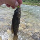 여울쏘가리 이미지