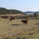 신안축산 이미지