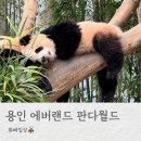 정문 | 용인 에버랜드 판다월드 관람 후기 귀여운 아이러푸후! (정문 유료주차장 가는 길, 꿀팁)