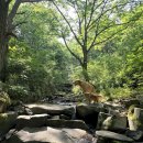 댕댕빌리지 이미지