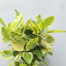 5단지 연합상가 | 평택 안성 오산 개업화분 후기 │ 산업단지·상가 오픈 설치 사례