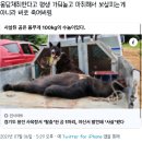 송이의 트위터 탐라 캡쳐 이미지