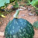 다산양계 | 다산 정약용