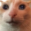 티피컬짐 분평점 이미지