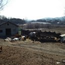 성일목장 이미지