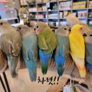 카페모란