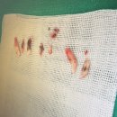 광주다온동물병원 이미지