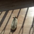 수완종합 동물병원 이미지