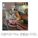 멍멍 이미지