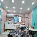 오도DOG 펫살롱 네이버블로그