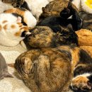 청주고양이입양지원센터 애니멀공화국 이미지