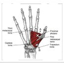 Adductor Pollicis (모지 내전근) 이미지