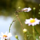 고추잠자리 이미지