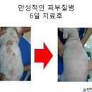 애견종합병원 이미지