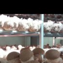 송화농장 이미지