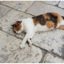 노숙자 고양이_/_이승하 이미지