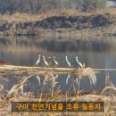 낙동강둔치 구미보명품화장실 | 구미 낙동강 철새 도래지를 찾는 재두루미 흑두루미 큰고니 쇠기러기 소개