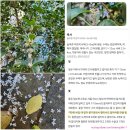 사과나무작은도서관 | 찾기, 단풍잎 램프 만들기 ^^ 아이와 함께 가을을 더 진하게 느낀 시간 ♡ 자연아 반가워 가을 학기 후기