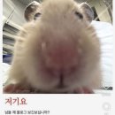 GS25 동양휴먼빌점 | 스벅 발렌타인데이 텀블러 신상과 gs25 두쫀쿠 또나왔네