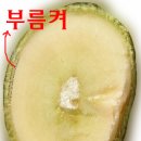 부름켜 이미지
