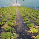 승원농장 이미지