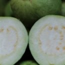 애월농장 이미지