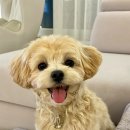 멍블리살롱 이미지