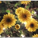 복룡동 시민문화공원 이미지