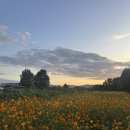 서울대학교 농업생명과학대학 실험목장 이미지