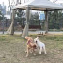 환경사업소 | 반려동물테마파크 내 돈 내 산 솔직 후기 냄새 예민하면 비추!이용 시간 꼭 확인하세요! 바크커피❌️우프우프