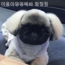 야옹아 멍멍해봐 탕정점 네이버블로그