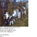 아기염소 이미지