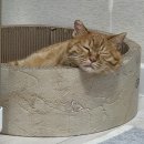 한미사료 | [허니와 노랭이] 고양이 설사 유산균 pro5a, 메디락디에스, 인트라젠플러스, 마싯츄 리포좀유산균 가격...