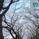 하모니카(강좌번호 17) | 석촌호수 벚꽃축제 리얼 후기!/푸드트럭 &amp; 프리마켓