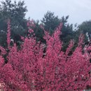 큰정할매순대국밥