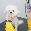 옐레드애견유치원&애견호텔동탄예당점