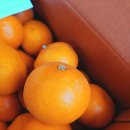 관광농원 | 제주 쇠소깍산물관광농원 한라봉 천혜향후기 택배 내돈내산(당도, 가격, 배송)