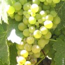 비오니에(Viognier)