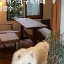 제주솔