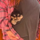 퍼피스타일 이미지