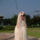 마이독 이미지