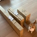 그린타워 | 고양이 캣타워 그린웨일 B3 중형 실사용 후기 | 내돈내산 뚱냥이 캣타워 추천