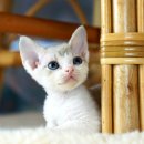 달루나캣츠 고양이전문 평택점 이미지