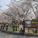 시청별관앞 꽃보라동산 이미지