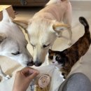 다비다펫푸드 이미지