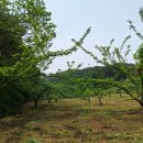 자두나무농장 이미지